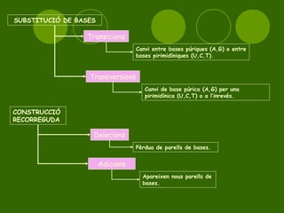 SUBSTITUCIÓ DE BASES

                 Transicions
                                  Canvi entre bases púriques (A,G) o entre
                                  bases pirimidíniques (U,C,T).


                  Transversions
                                     Canvi de base púrica (A,G) per una
                                     pirimidínica (U,C,T) o a l’inrevés.

CONSTRUCCIÓ
RECORREGUDA

                   Delecions
                                  Pèrdua de parells de bases.


                       Adicions
                                    Apareixen nous parells de
                                    bases.
 