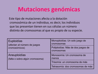 Mutaciones genómicas
Este tipo de mutaciones afecta a la dotación
cromosómica de un individuo, es decir, los individuos
que las presentan tienen en sus células un número
distinto de cromosomas al que es propio de su especie.
Euploidías
(afectan al número de juegos
cromosómicos)
Aneuploidías
(falta o sobra algún cromosoma)
Monoploidías: Un solo juego de
cromosomas
Poliploidías: Más de dos juegos de
cromosomas
Monosomía: Un cromosoma de
menos
Trisomía: un cromosoma de más
Tetrasomía: dos cromosomas de más
 