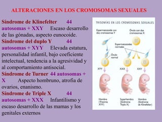 ALTERACIONES EN LOS CROMOSOMAS SEXUALES
Síndrome de Klinefelter 44
autosomas + XXY Escaso desarrollo
de las gónadas, aspecto eunocoide.
Síndrome del duplo Y 44
autosomas + XYY Elevada estatura,
personalidad infantil, bajo coeficiente
intelectual, tendencia a la agresividad y
al comportamiento antisocial.
Síndrome de Turner 44 autosomas +
X Aspecto hombruno, atrofia de
ovarios, enanismo.
Síndrome de Triple X 44
autosomas + XXX Infantilismo y
escaso desarrollo de las mamas y los
genitales externos
 