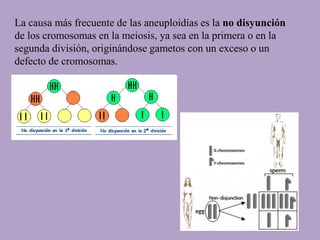 La causa más frecuente de las aneuploidías es la no disyunción
de los cromosomas en la meiosis, ya sea en la primera o en la
segunda división, originándose gametos con un exceso o un
defecto de cromosomas.
 