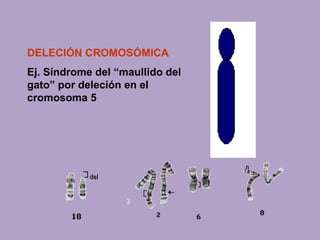 DELECIÓN CROMOSÓMICA
Ej. Síndrome del “maullido del
gato” por deleción en el
cromosoma 5
 