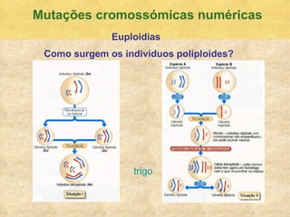 Mutaç ões cromossómicas numéricas Euploidias Como surgem os indivíduos poliploides?  trigo 
