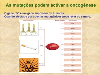 As mutaç ões podem activar a oncogénese O gene p53  é um gene supressor de tumores.  Quando afectado por agentes mutagénicos pode levar ao cancro. 