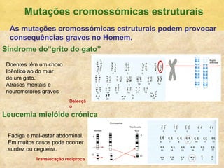 Mutaç ões cromossómicas estruturais As mutaç ões cromossómicas estruturais podem provocar consequências graves no Homem. S índrome do“grito do gato” Leucemia miel óide crónica Doentes t êm um choro Idêntico ao do miar  de um gato. Atrasos mentais e neuromotores graves Fadiga e mal-estar abdominal. Em muitos casos pode ocorrer surdez ou cegueira. Translocaç ão recíproca Delecç ão 