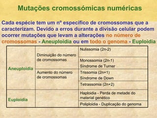 Mutaç ões cromossómicas numéricas Cada esp écie tem um nº específico de cromossomas que a caracterizam. Devido a erros durante a divisão celular podem ocorrer mutações que levam a alterações  no número de   cromossomas  -  Aneuploidia  ou em  todo o genoma  -  Euploidia Poliploidia - Duplicaç ão do genoma Haploidia - Perda de metade do material gen ético Euploidia Tetrassomia (2n+2) Trissomia (2n+1) S índrome de Down Aumento  do número de cromossomas Monossomia (2n-1) S índrome de Turner Nulissomia (2n-2) Diminuiç ão  do n úmero de cromossomas Aneuploidia 