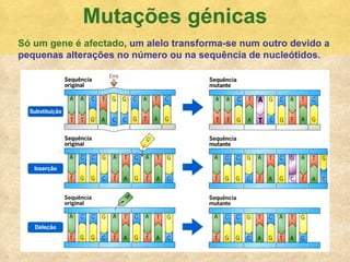 Mutaç ões génicas S ó um gene é afectado , um alelo transforma-se num outro devido a pequenas alterações no número ou na sequência de nucleótidos. 
