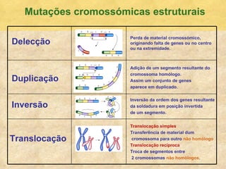 Mutaç ões cromossómicas estruturais Delecç ão Duplicaç ão Invers ão Translocaç ão Perda de material cromoss ómico,  originando falta de genes ou no centro  ou na extremidade. Adiç ão de um segmento resultante do  cromossoma homólogo. Assim um conjunto de genes  aparece em duplicado. Invers ão da ordem dos genes resultante  da soldadura em posição invertida  de um segmento. Translocaç ão simples Transferência de material dum cromossoma para outro  não homólogo Translocaç ão recíproca Troca de segmentos entre 2 cromossomas  não homólogos . 