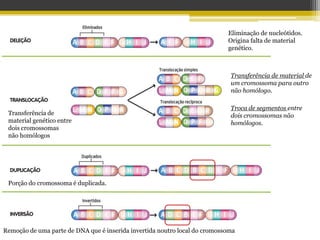 Eliminação de nucleótidos. Origina falta de material genético.Transferência de material de um cromossoma para outro não homólogo.Troca de segmentos entre dois cromossomas não homólogos.Transferência de material genético entre dois cromossomas    não homólogosPorção do cromossoma é duplicada.Remoção de uma parte de DNA que é inserida invertida noutro local do cromossoma