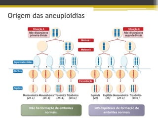 Origem das aneuploidiasNão há formação de embriões normais. 50% hipóteses de formação de embriões normais