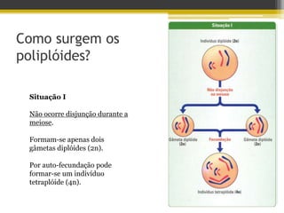 Como surgem os poliplóides?Situação INão ocorre disjunção durante a meiose.Formam-se apenas dois gâmetas diplóides (2n).Por auto-fecundação pode formar-se um indivíduo tetraplóide (4n).