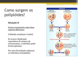 Como surgem os poliplóides?Situação IIOcorre cruzamento entre duas espécies diferentes.O híbrido resultante é estéril.Se ocorrer duplicação espontânea do número de cromossomas, o indivíduo pode formar gâmetas.Por auto-fecundação originam-se indivíduos tetraplóides.