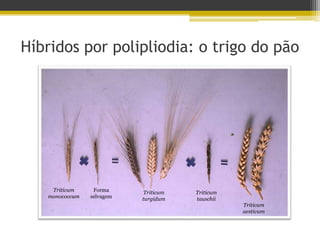 Híbridos por polipliodia: o trigo do pãoTriticummonococcumForma selvagemTriticumturgidumTriticumtauschiiTriticumaestivum