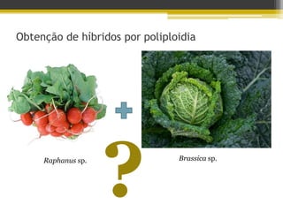 Obtenção de híbridos por poliploidia?Brassicasp.Raphanussp.