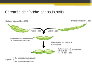 Obtenção de híbridos por poliploidia