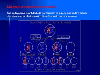 Mutações cromossômicas numéricas São mutações na quantidade de cromossomos da espécie que podem ocorrer durante a meiose, devido a não disjunção correta dos cromossomos. 