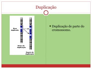 Duplicação



      Duplicação de parte do
       cromossomo.
 