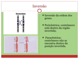 Inversão

     Inversão da ordem dos
      genes.

     Pericêntrica: centrômero
      está dentro da região
      invertida;

      Paracêntrica:
      centrômero não se
      encontra dentro da
      posição invertida.
 