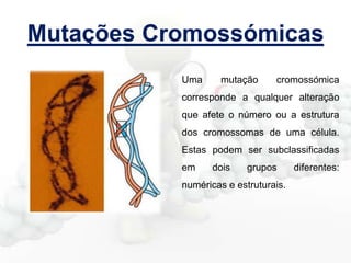 Mutações Cromossómicas
Uma

mutação

cromossómica

corresponde a qualquer alteração
que afete o número ou a estrutura

dos cromossomas de uma célula.
Estas podem ser subclassificadas
em

dois

grupos

numéricas e estruturais.

diferentes:

 
