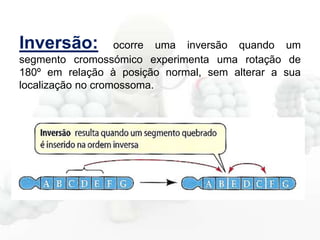 Inversão:

ocorre uma inversão quando um
segmento cromossómico experimenta uma rotação de
180º em relação à posição normal, sem alterar a sua
localização no cromossoma.

 