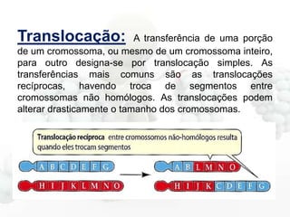 Translocação:

A transferência de uma porção
de um cromossoma, ou mesmo de um cromossoma inteiro,
para outro designa-se por translocação simples. As
transferências mais comuns são as translocações
recíprocas, havendo troca de segmentos entre
cromossomas não homólogos. As translocações podem
alterar drasticamente o tamanho dos cromossomas.

 