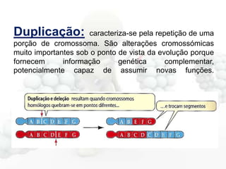 Duplicação:

caracteriza-se pela repetição de uma
porção de cromossoma. São alterações cromossómicas
muito importantes sob o ponto de vista da evolução porque
fornecem
informação
genética
complementar,
potencialmente capaz de assumir novas funções.

 