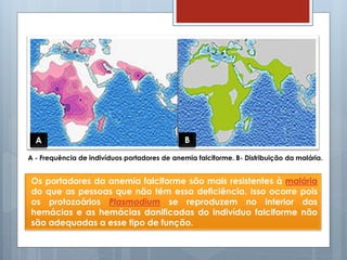 A - Frequência de indivíduos portadores de anemia falciforme. B- Distribuição da malária.
A B
Os portadores da anemia falciforme são mais resistentes à malária
do que as pessoas que não têm essa deficiência. Isso ocorre pois
os protozoários Plasmodium se reproduzem no interior das
hemácias e as hemácias danificadas do indivíduo falciforme não
são adequadas a esse tipo de função.
 