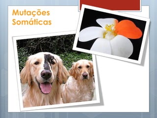 Mutações
Somáticas
 