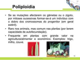 Poliploidia
• Se as mutações afectarem os gâmetas ou o zigoto,
  por mitoses sucessivas formar-se-á um indivíduo com
  o dobro dos cromossomas do progenitor (em geral
  estéril).
• Raro nos animais, mas comum nas plantas (por terem
  capacidade de autofecundação).
• Frequente em plantas com grande valor na
  agricultura/alimentar e económico. Exemplos: trigo,
  milho, couve.




                                                                         11
                                      photo courtesy of Paul Williams.
                          IL 2011
 
