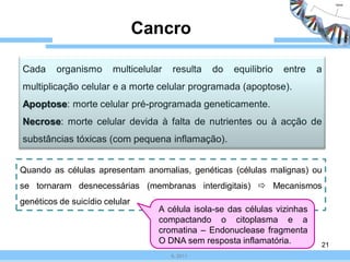 Cancro

Cada     organismo      multicelular   resulta   do   equilibrio   entre    a
multiplicação celular e a morte celular programada (apoptose).
Apoptose: morte celular pré-programada geneticamente.
Necrose: morte celular devida à falta de nutrientes ou à acção de
substâncias tóxicas (com pequena inflamação).


Quando as células apresentam anomalias, genéticas (células malignas) ou
se tornaram desnecessárias (membranas interdigitais)  Mecanismos
genéticos de suicídio celular
                                   A célula isola-se das células vizinhas
                                   compactando o citoplasma e a
                                   cromatina – Endonuclease fragmenta
                                   O DNA sem resposta inflamatória.         21
                                       IL 2011
 