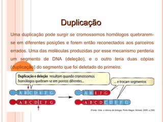 Duplicação (Fonte:  Vida: a ciência da biologia . Porto Alegre: Artmed, 2005. p.236) Uma duplicação pode surgir se cromossomos homólogos quebrarem-se em diferentes posições e forem então reconectados aos parceiros errados. Uma das moléculas produzidas por esse mecanismo perderia um segmento de DNA (deleção), e o outro teria duas cópias (duplicação) do segmento que foi deletado do primeiro. 