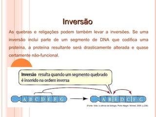 Inversão (Fonte:  Vida: a ciência da biologia . Porto Alegre: Artmed, 2005. p.236) As quebras e religações podem também levar a inversões. Se uma inversão inclui parte de um segmento de DNA que codifica uma proteína, a proteína resultante será drasticamente alterada e quase certamente não-funcional. 
