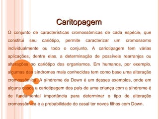 Caritopagem O conjunto de características cromossômicas de cada espécie, que constitui seu cariótipo, permite caracterizar um cromossomo individualmente ou todo o conjunto. A cariotipagem tem várias aplicações, dentre elas, a determinação de possíveis rearranjos ou alterações no cariótipo dos organismos. Em humanos, por exemplo, algumas das síndromes mais conhecidas tem como base uma alteração cromossômica. A síndrome de Down é um desses exemplos, onde em alguns casos a cariotipagem dos pais de uma criança com a síndrome é de fundamental importância para determinar o tipo de alteração cromossômica e a probabilidade do casal ter novos filhos com Down. 