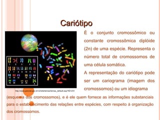 Cariótipo É o conjunto cromossômico ou constante cromossômica diplóide (2n) de uma espécie. Representa o número total de cromossomos de uma célula somática. A representação do cariótipo pode ser um cariograma (imagem dos cromossomos) ou um idiograma (esquema dos cromossomos), e é ele quem fornece as informações substanciais para o estabelecimento das relações entre espécies, com respeito à organização dos cromossomos. http://www.psicnet.psc.br/v2/site/temas/temas_default.asp?ID=231 