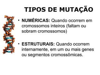 TIPOS DE MUTAÇÃO
• NUMÉRICAS: Quando ocorrem em
  cromossomos inteiros (faltam ou
  sobram cromossomos)

• ESTRUTURAIS: Quando ocorrem
  internamente, em um ou mais genes
  ou segmentos cromossômicas.
 