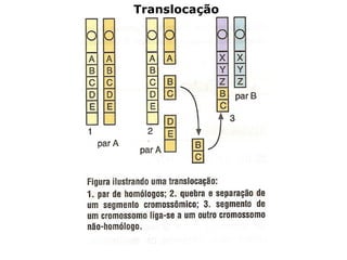 Translocação
 