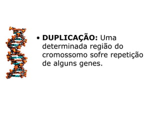 • DUPLICAÇÃO: Uma
  determinada região do
  cromossomo sofre repetição
  de alguns genes.
 