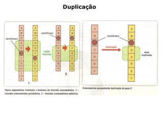 Duplicação
 