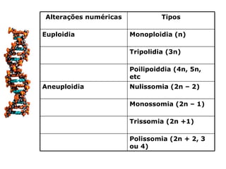 Alterações numéricas            Tipos

Euploidia              Monoploidia (n)

                       Tripolidia (3n)

                       Poilipoiddia (4n, 5n,
                       etc
Aneuploidia            Nulissomia (2n – 2)

                       Monossomia (2n – 1)

                       Trissomia (2n +1)

                       Polissomia (2n + 2, 3
                       ou 4)
 