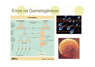 Erros na Gametogênese
 