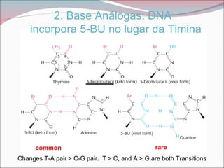 2. Base Análogas: DNA
    incorpora 5-BU no lugar da Timina




      common                                    rare
Changes T-A pair > C-G pair. T > C, and A > G are both Transitions
 