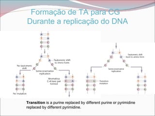 Formação de TA para CG
Durante a replicação do DNA




Transition is a purine replaced by different purine or pyrimidine
replaced by different pyrimidine.
 
