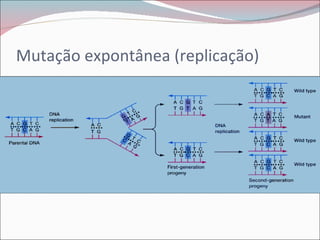 Mutação expontânea (replicação)
 