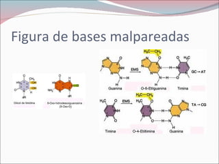 Figura de bases malpareadas
 