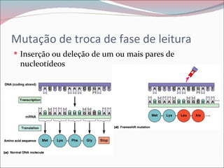 Mutação de troca de fase de leitura
 Inserção ou deleção de um ou mais pares de
 nucleotídeos
 