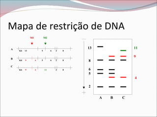 Mapa de restrição de DNA
              M1           M2



A                                           13               11
    Kb   13            5        6   2   8

                                                             9
B
    Kb   9         4   5        6   2   8   8
C
    Kb   9         4       11       2   8   6
                                            5
                                                             4

                                            2


                                                 A   B   C
 