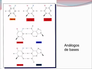 Análogos
de bases
 