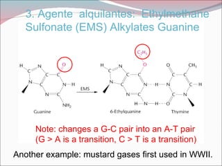 3. Agente alquilantes: Ethylmethane
   Sulfonate (EMS) Alkylates Guanine




     Note: changes a G-C pair into an A-T pair
     (G > A is a transition, C > T is a transition)
Another example: mustard gases first used in WWII.
 