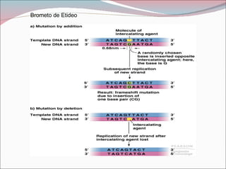Brometo de Etideo
 