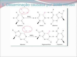 5. Desaminação causada por ácido nitroso
 
