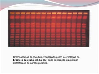 Cromossomos de levedura visualizados com intercalação de
brometo de etídio sob luz UV, após separação em gel por
eletroforese de campo pulsado.
 